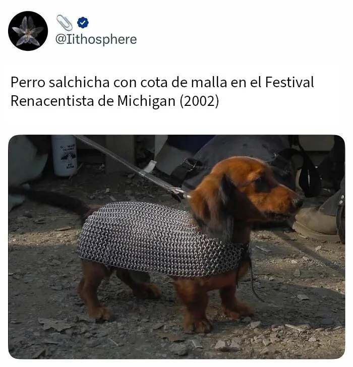 20 Fotos divertidísimas que te harán querer aún más a los animales