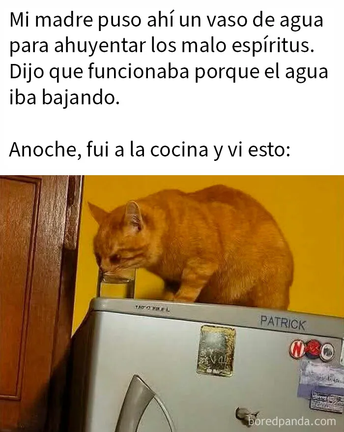 20 Fotos divertidísimas que te harán querer aún más a los animales