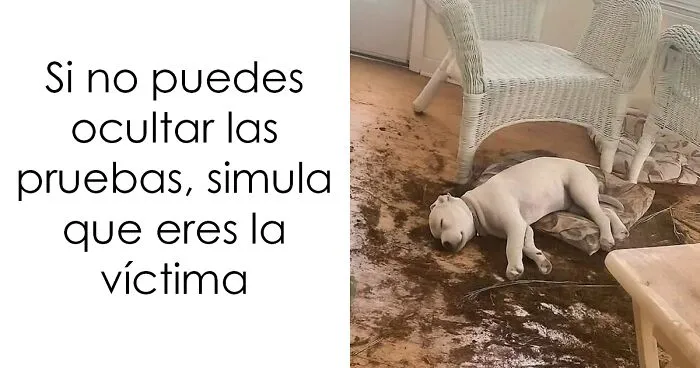20 Fotos divertidísimas que te harán querer aún más a los animales