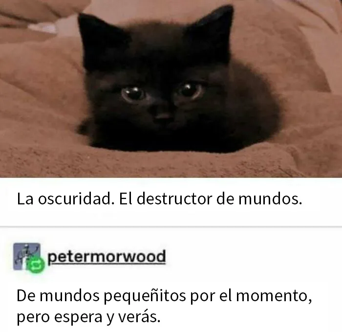 20 Memes gatunos tan divertidos como adorables para calentarte el alma