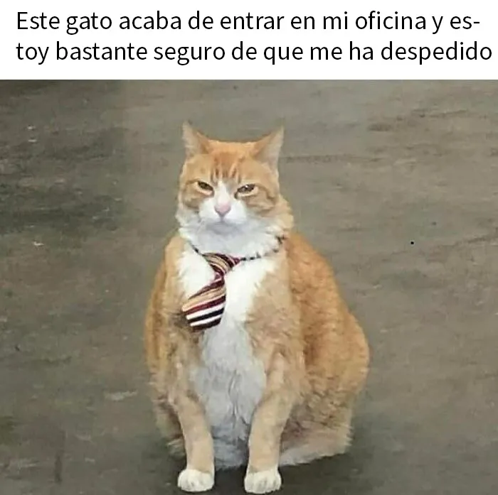 20 Memes gatunos tan divertidos como adorables para calentarte el alma