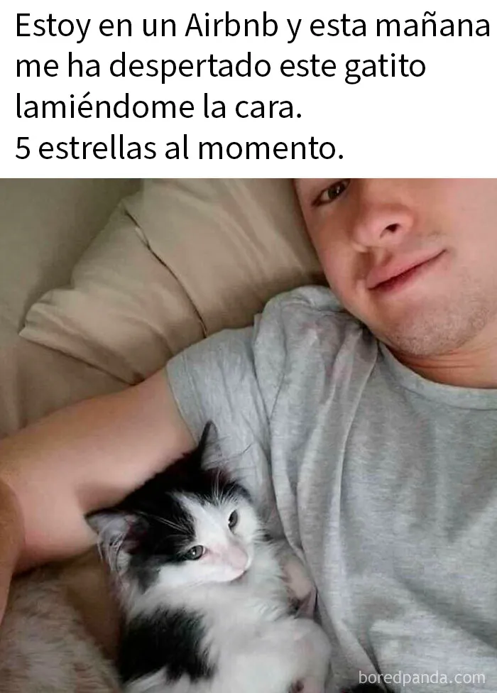 20 Memes gatunos tan divertidos como adorables para calentarte el alma