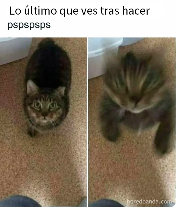 20 Memes gatunos tan divertidos como adorables para calentarte el alma