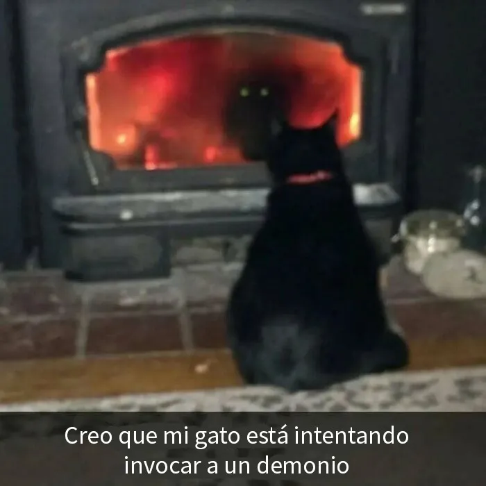 20 Memes gatunos tan divertidos como adorables para calentarte el alma