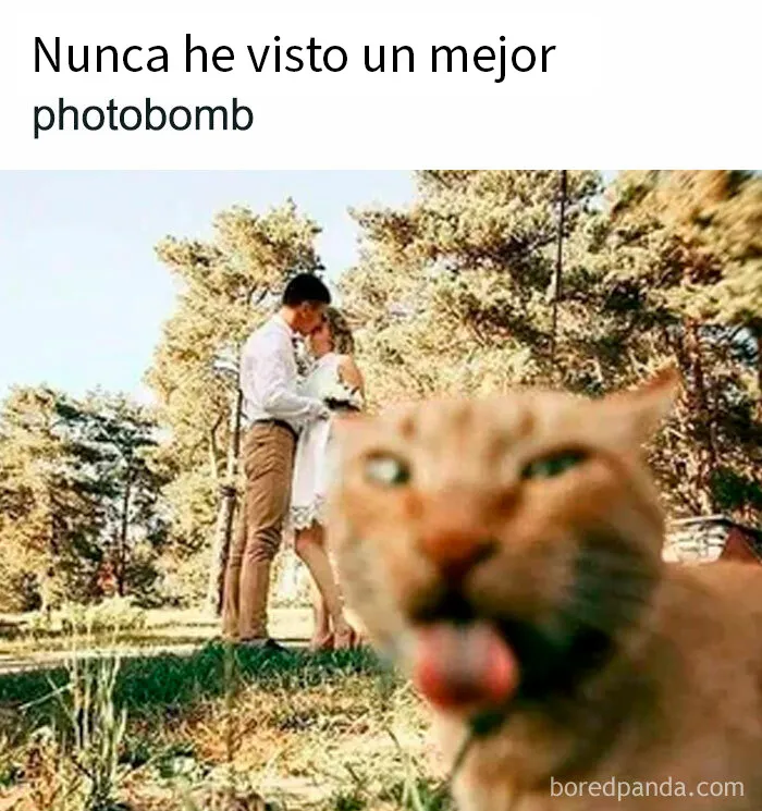 20 Memes gatunos tan divertidos como adorables para calentarte el alma