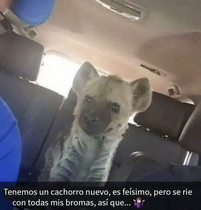 ¿Perrito?