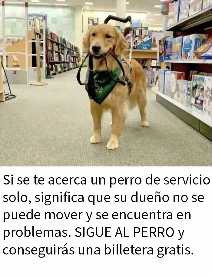 Vigila
