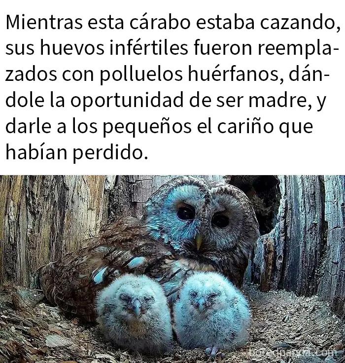 20 Publicaciones tan adorables como reconfortantes para alegrarte el día