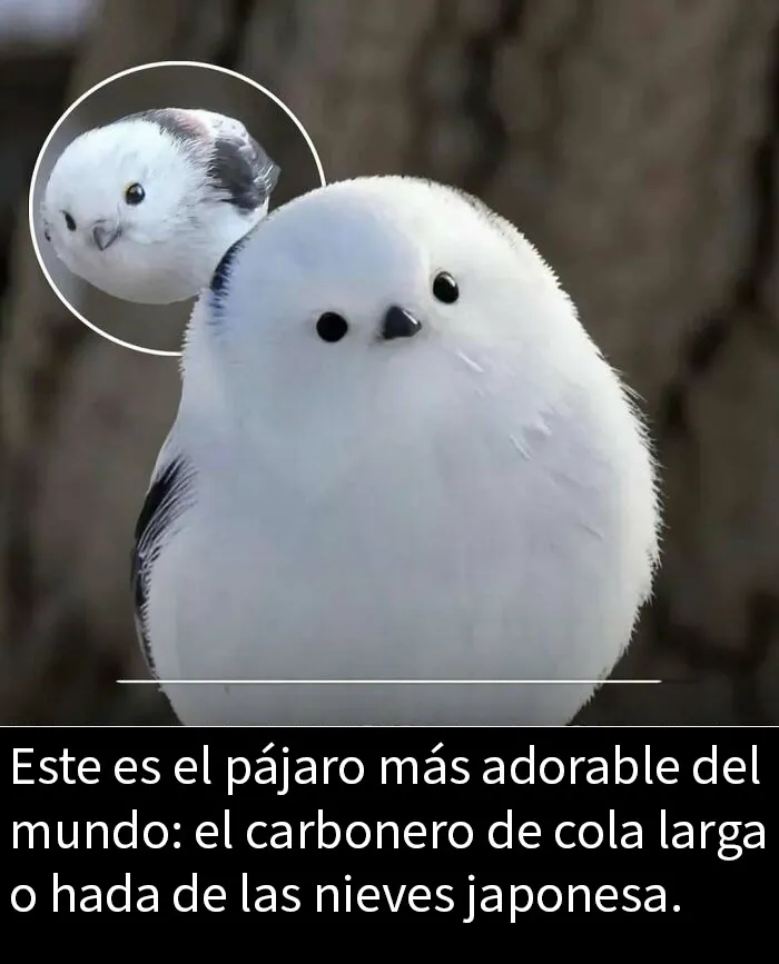 20 Publicaciones tan adorables como reconfortantes para alegrarte el día