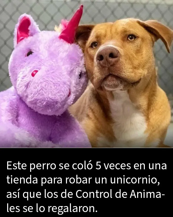 20 Publicaciones tan adorables como reconfortantes para alegrarte el día