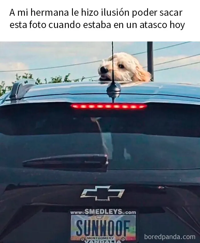 Si necesitas reírte un poco hoy, estos 20 memes divertidos podrían ser la solución