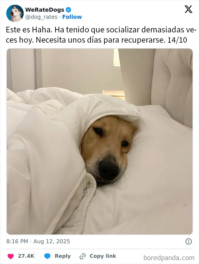 20 Personas que pidieron una valoración de sus perros y recibieron respuestas buenísimas