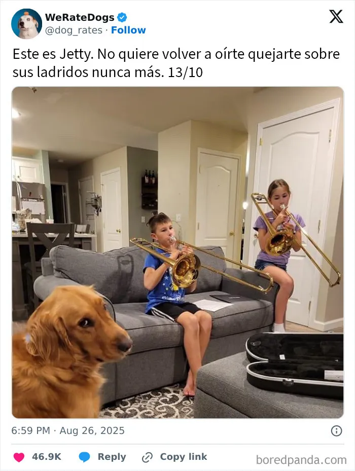 20 Personas que pidieron una valoración de sus perros y recibieron respuestas buenísimas