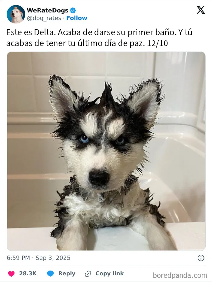 20 Personas que pidieron una valoración de sus perros y recibieron respuestas buenísimas