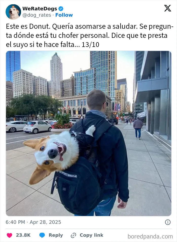 20 Personas que pidieron una valoración de sus perros y recibieron respuestas buenísimas