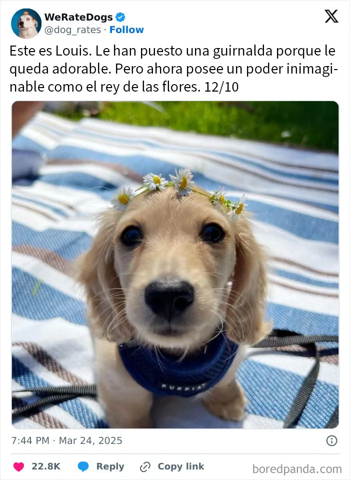 20 Personas que pidieron una valoración de sus perros y recibieron respuestas buenísimas