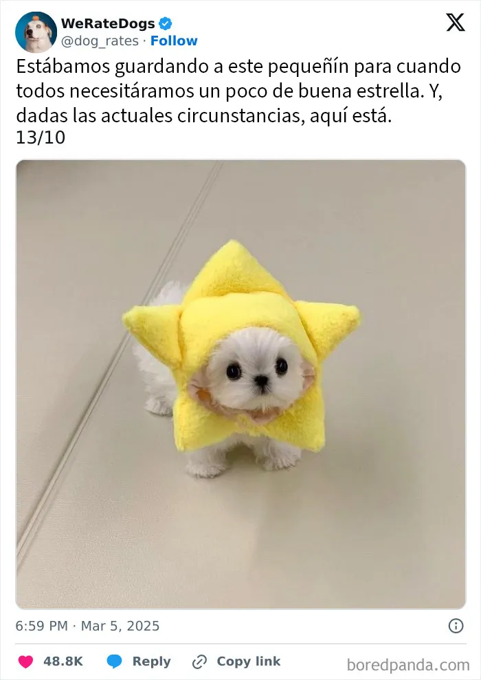 20 Personas que pidieron una valoración de sus perros y recibieron respuestas buenísimas