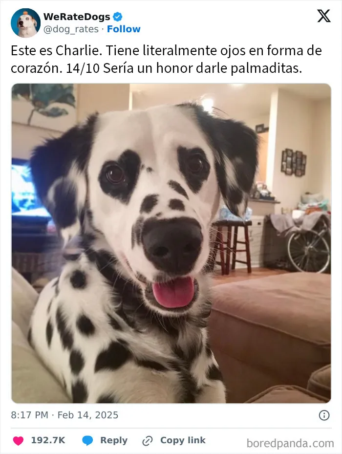 20 Personas que pidieron una valoración de sus perros y recibieron respuestas buenísimas