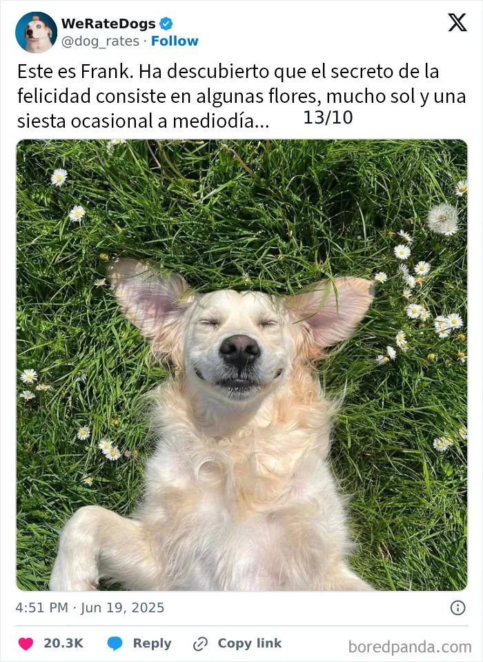 20 Personas que pidieron una valoración de sus perros y recibieron respuestas buenísimas