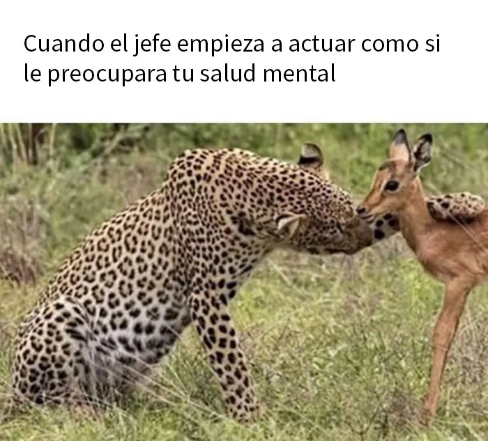 20 Divertidos y preocupantes memes sobre salud mental con los que muchos podrán identificarse