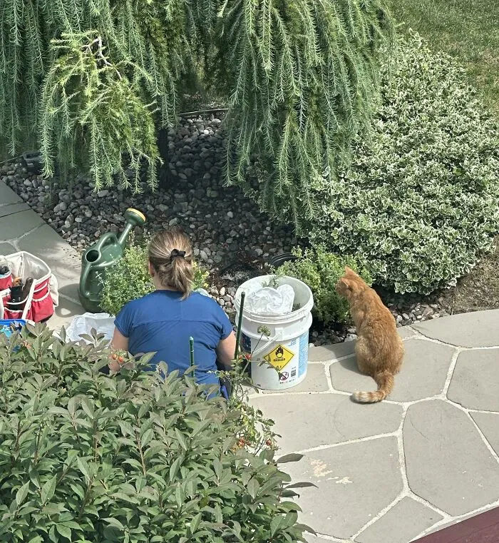 Mi madre plantando nébeda para el gato del vecino, Mouse
