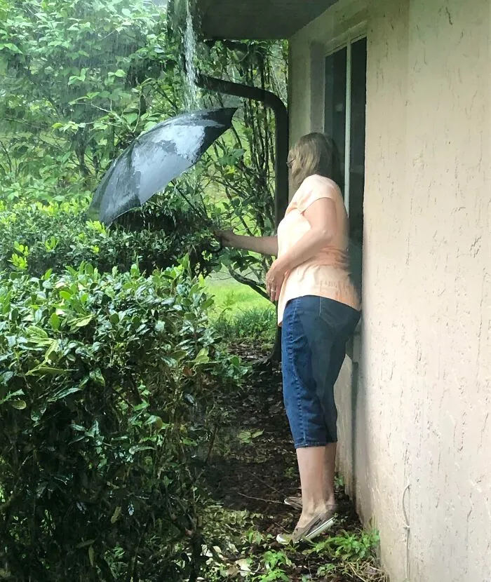 Mi mamá protegiendo un nido lleno de polluelos de cardenal durante un aguacero.