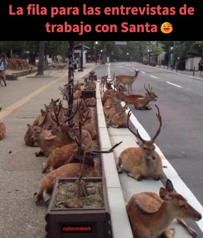 20 memes navideños muy divertidos que capturan perfectamente el espíritu de esta época festiva