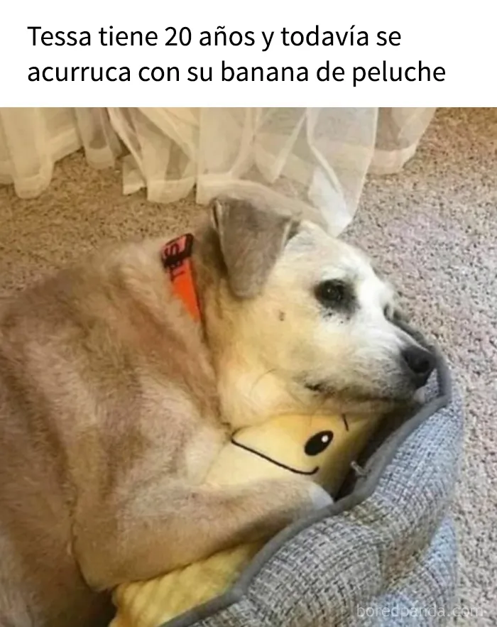 15 memes de perros tan adorables que les robarán una sonrisa