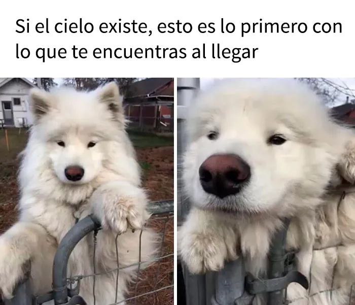 15 memes de perros tan adorables que les robarán una sonrisa