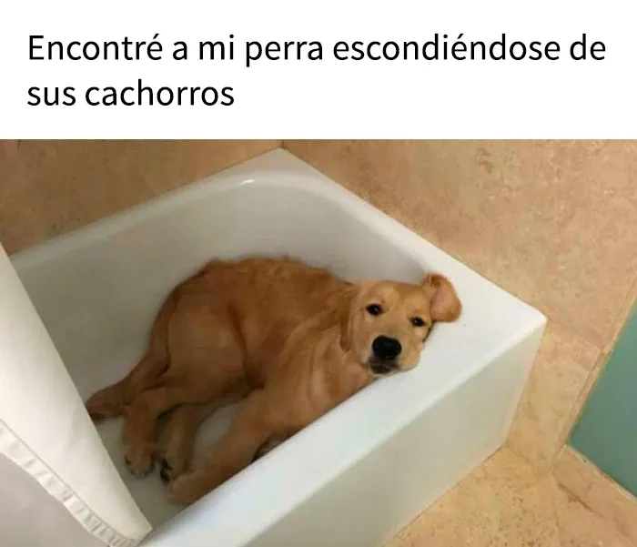 15 memes de perros tan adorables que les robarán una sonrisa