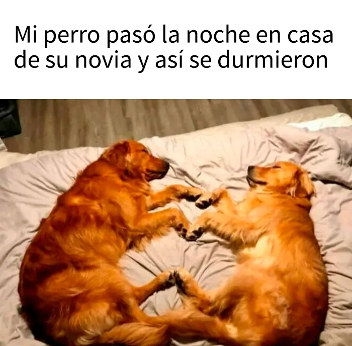 15 memes de perros tan adorables que les robarán una sonrisa