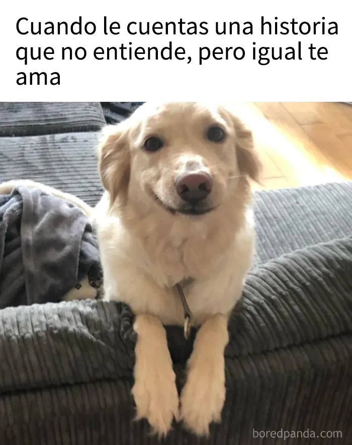 15 memes de perros tan adorables que les robarán una sonrisa