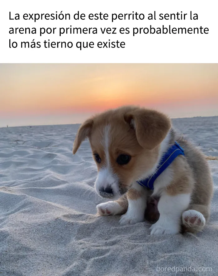 15 memes de perros tan adorables que les robarán una sonrisa