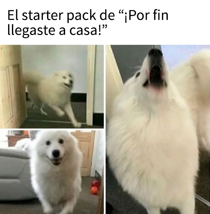15 memes de perros tan adorables que les robarán una sonrisa