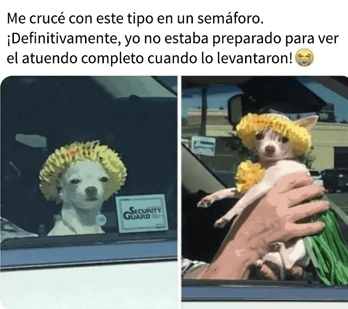 15 memes de perros tan adorables que les robarán una sonrisa