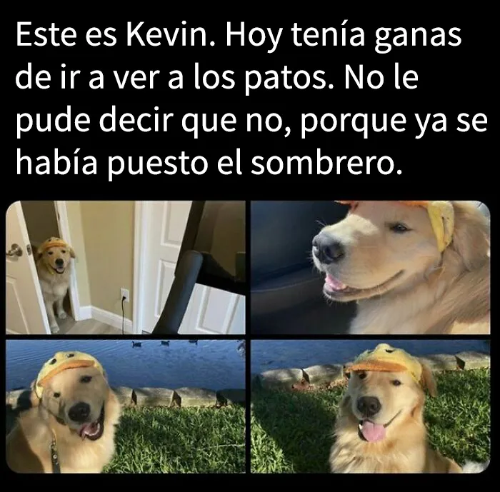 15 memes de perros tan adorables que les robarán una sonrisa