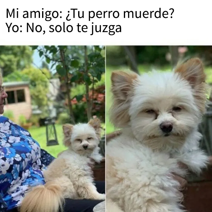 15 memes de perros tan adorables que les robarán una sonrisa