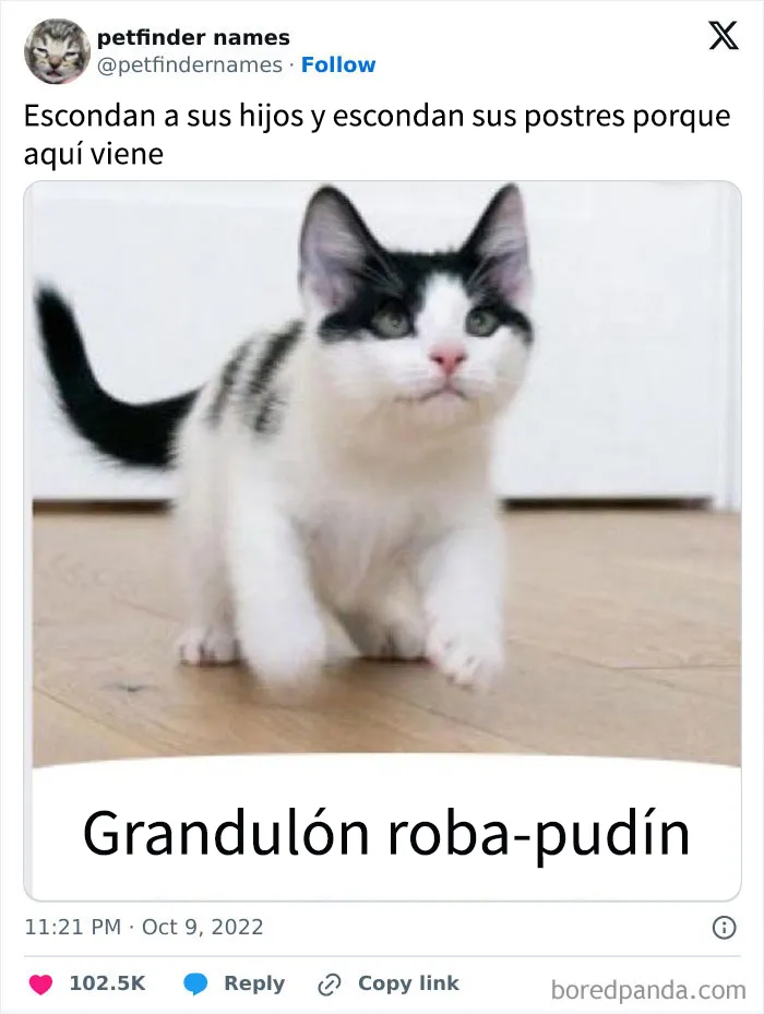 15 nombres de mascotas tan buenos que merecen un premio