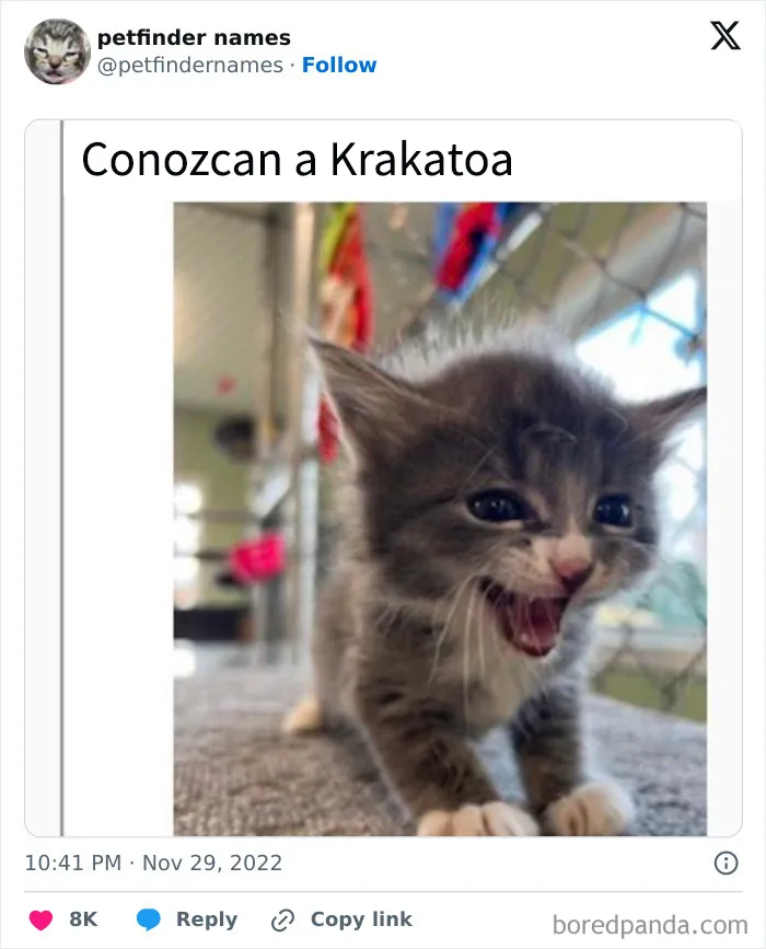 15 nombres de mascotas tan buenos que merecen un premio