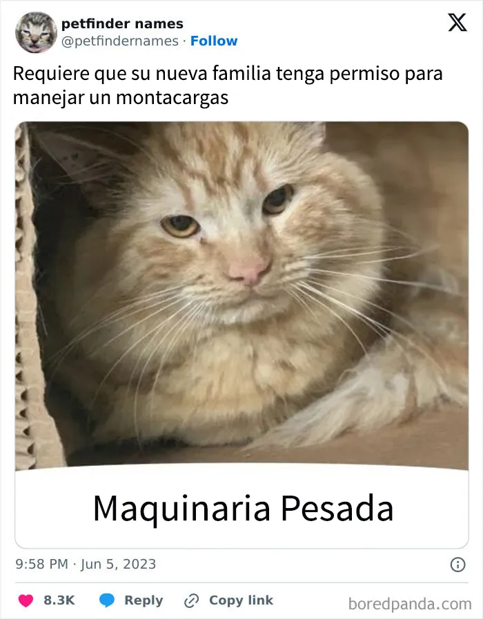 15 nombres de mascotas tan buenos que merecen un premio