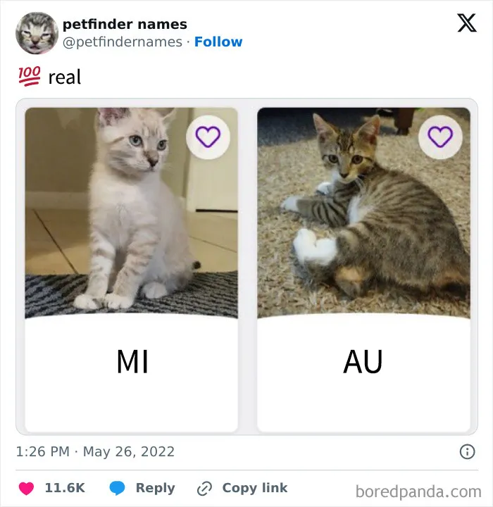 15 nombres de mascotas tan buenos que merecen un premio