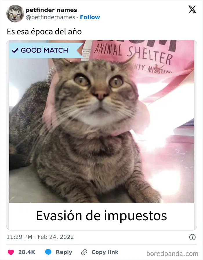 15 nombres de mascotas tan buenos que merecen un premio