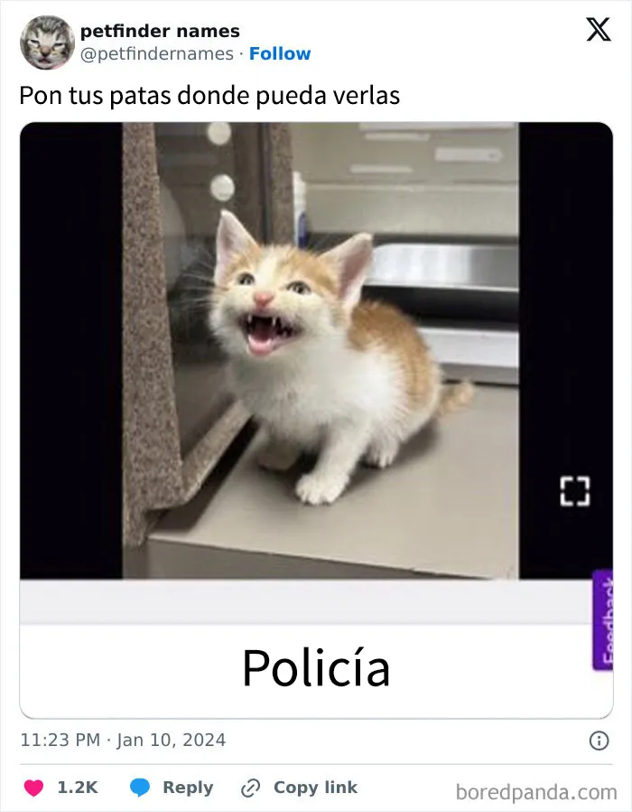 15 nombres de mascotas tan buenos que merecen un premio