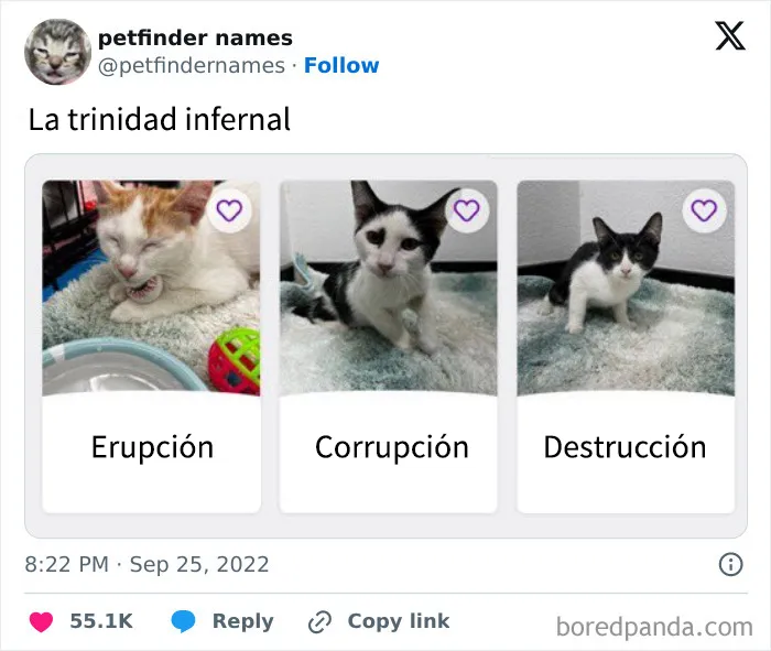 15 nombres de mascotas tan buenos que merecen un premio