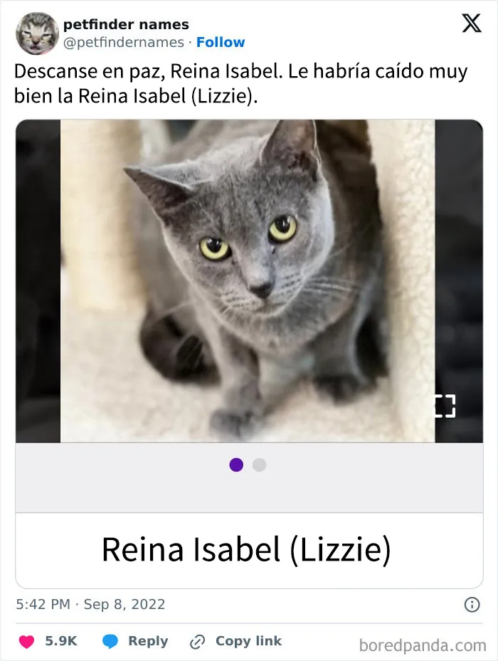 15 nombres de mascotas tan buenos que merecen un premio