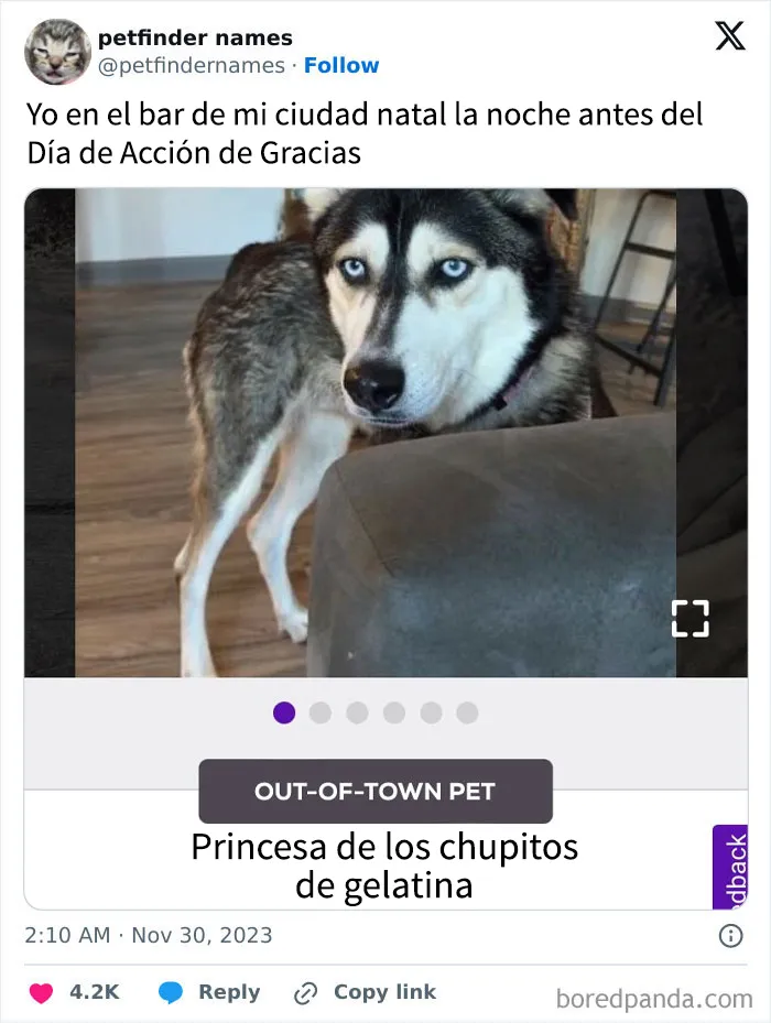 15 nombres de mascotas tan buenos que merecen un premio