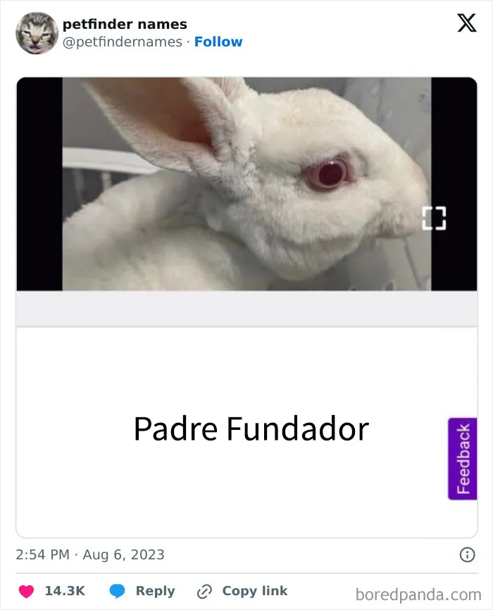 15 nombres de mascotas tan buenos que merecen un premio