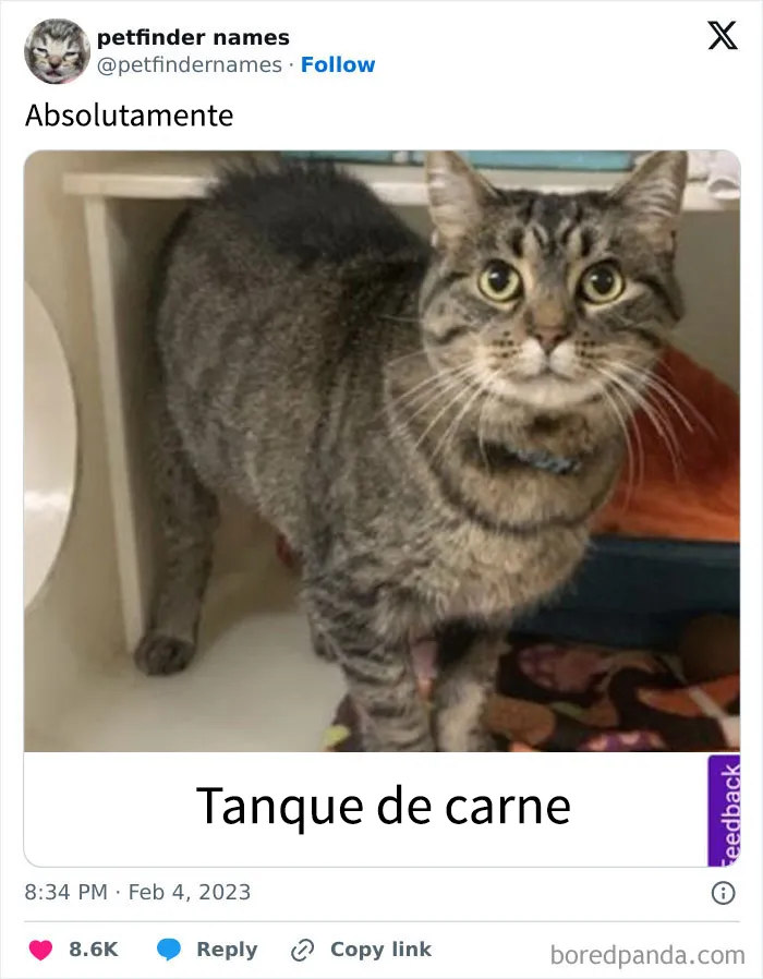 15 nombres de mascotas tan buenos que merecen un premio