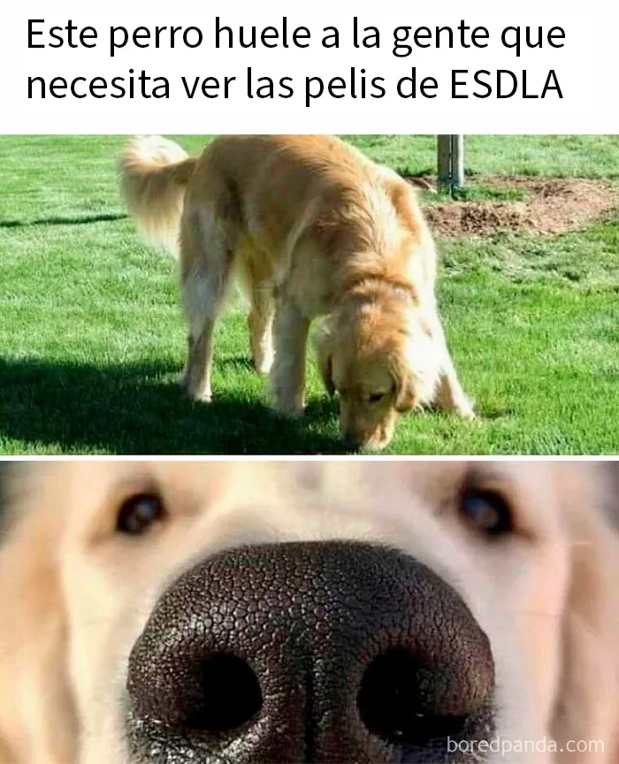 20 Memes de El señor de los Anillos que te darán ganas de volver a ver las películas