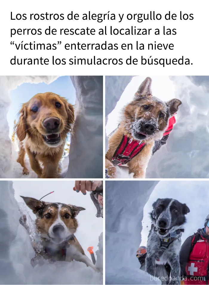18 memes que les subirán el ánimo al instante